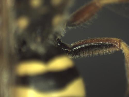Nomada goodeniana